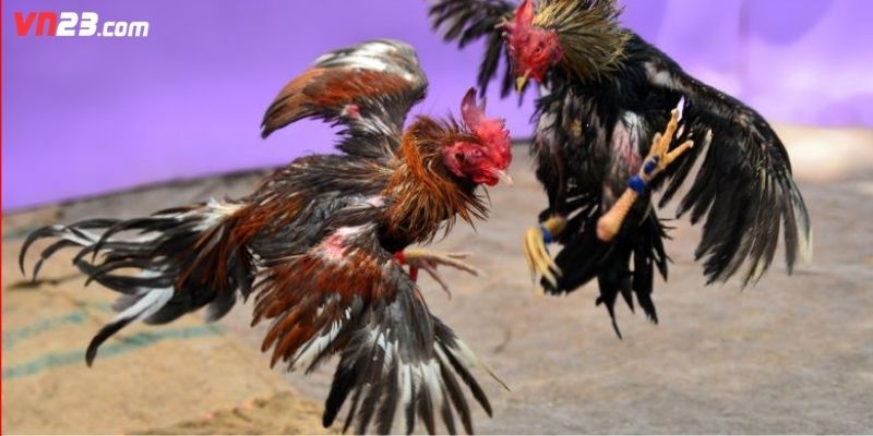 Loại hình cựa dao giúp tạo ra cho đối thủ vết thương sâu