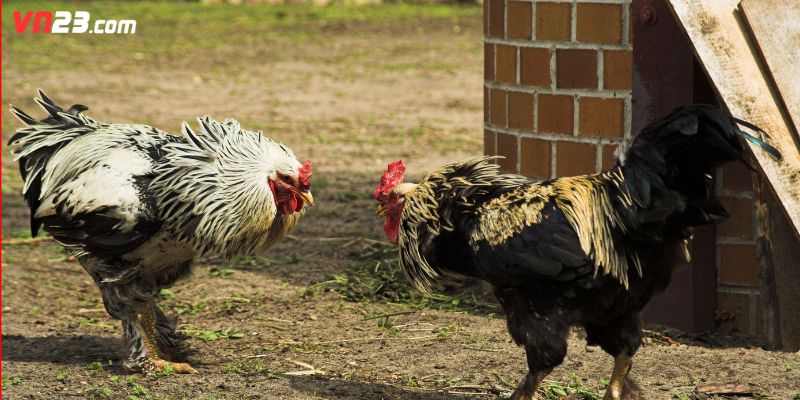 Những bí quyết cá cược hay ho tại VN23 cần nằm lòng