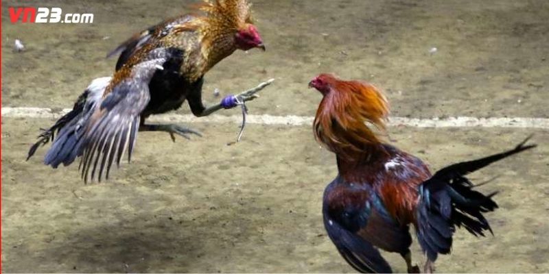 Sảnh đá gà VN23 mang lại cho bạn những trận đấu đỉnh cao