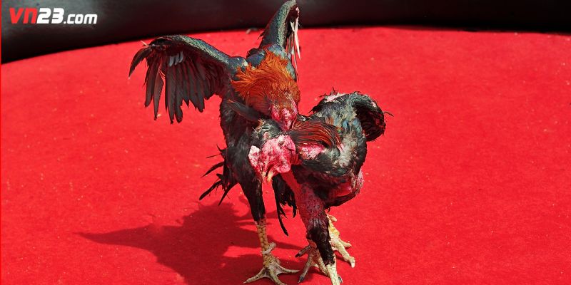 Tổng quan về thủ thuật đá gà Philippines VN23